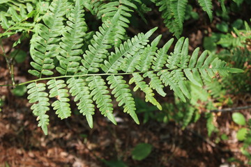 pretty fern