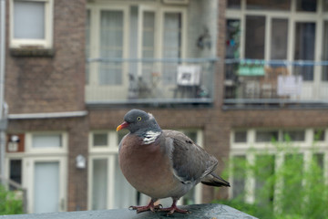 Wood Pigeon Close-up