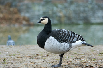 Barnacle Goose (Branta leucopsis) in  near the pond. A bird in a park in autumn in Eastern Europe Ukraine.  Bird watching in the city.