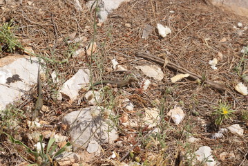 Dos ejemplares de lagartija balear de color marrón y verde pardo en suelo de ramitas, hojas secas comiendo migas de pan, día soleado de verano, Parque Natural de isla sa Dragonera, Islas Baleares.