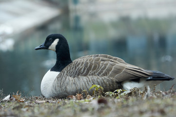 Canadian goose or Branta restingn in  near the pond. A bird in a park in autumn in Eastern Europe Ukraine.  Bird watching in the city