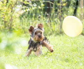 Yorkshire-Terrier-Welpe