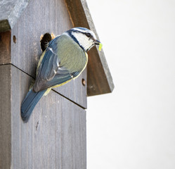 Blaumeise mit Beute