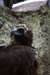 Black vulture (Aegypius monachus)Bird in captivity in the zoo.  Cool for illustrations about animal rights..