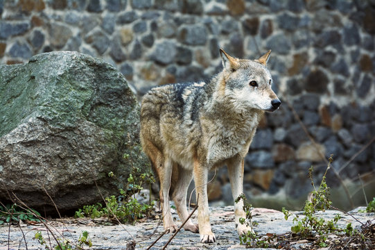Grey Wolf  captivity in the zoo.  Animal in captivity. Cool for illustrations about animal rights.