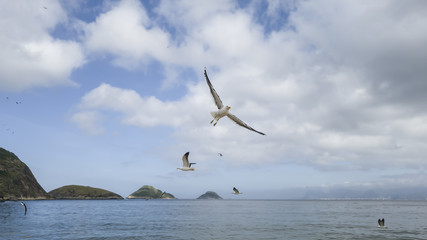Nice to watch the solitary flight of seagulls, enjoy your freedom, walking on the beach of Itaipu, in Niterói, Rio de Janeiro.