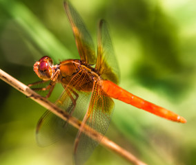 big red dragonfly on a reed