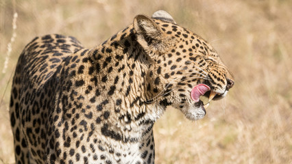 leopard licking his chops after eating in Kruger park