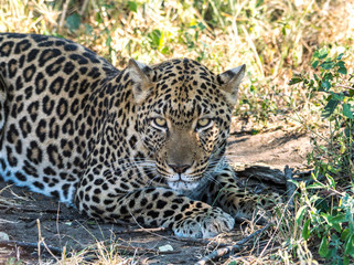 leopard sitting under a tree in South Africa