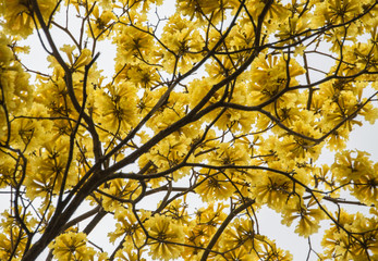 Corteza amarilla, Costa Rica