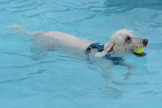 White labradoodle dog with tennis ball in mouth swimming in swimming pool