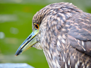 garza heron