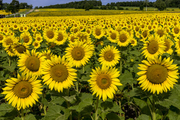 北竜町のひまわり畑