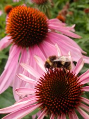 A closeup of the sharp details of a flower with pink petals and orange spikes coming from a cone in the middle. 