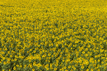 Obraz premium 北竜町のひまわり畑