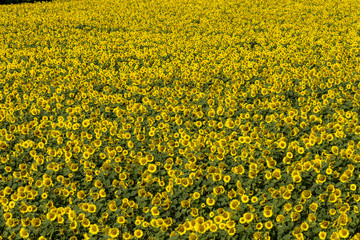 北竜町のひまわり畑