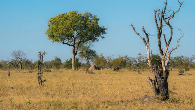 Typical landscape of Kruger park in south africa with a Mopane tree. 