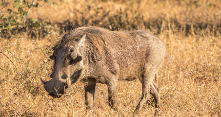 Warthog in close up in the Kruger park in south africa.