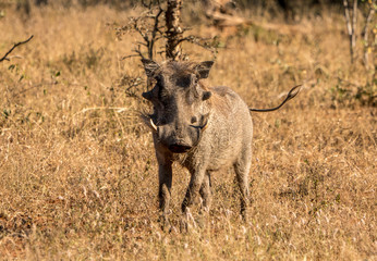 Warthog in close up in the Kruger park in south africa.