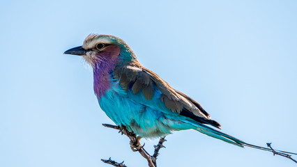 Fototapeta premium a liac breasted roller on a tree limb
