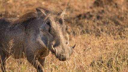 Warthog in close up in the Kruger park in south africa.