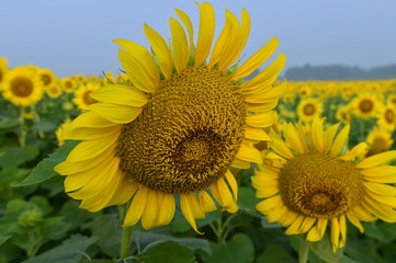 Fototapeta premium Sunflowers in the field