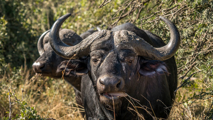 close up of a dangerous Cape Buffalo in Kruger park.