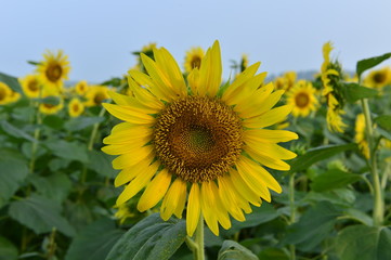 Obraz premium Sunflowers in the field