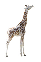 Obraz na płótnie Canvas Young Girafe in full body isolated on white background