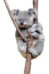 Bébé cub Koala isolé sur fond blanc