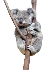 Fotobehang Koala Baby welp Koala geïsoleerd op witte achtergrond