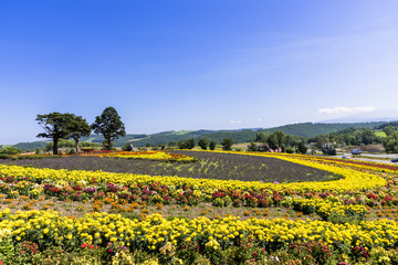 丘の町・美瑛のお花畑