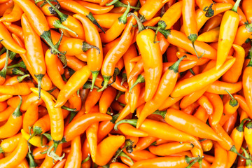 Hot orange chillies