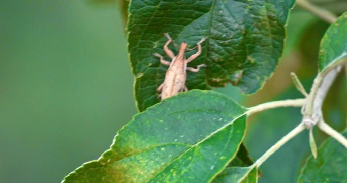 Insect on green leaves with damage macro handheld shot
