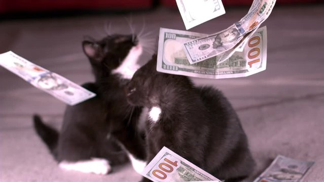 Raining cash onto kittens slow motion