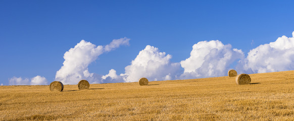丘の町・美瑛の麦畑 © san724