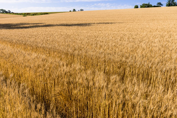 丘の町・美瑛の麦畑