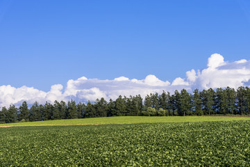 丘の町・美瑛の田園風景