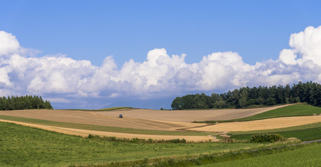 Obraz premium 丘の町・美瑛の田園風景