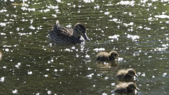 a 4K 60p tracking clip of a common goldeneye duck family on a pond at grand teton national park in the usa