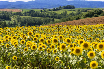 Fototapeta premium 美瑛・新栄の丘のひまわり畑