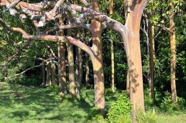 Rainbow trees. Hawaii