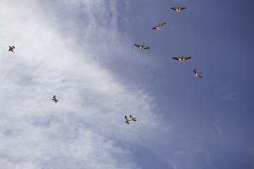 American White Pelican Squadron in Flight