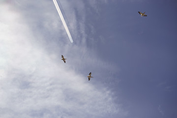 White Pelicans with Airplane Contrail and Clouds