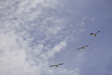 Fototapeta premium Three Pelicans Flying