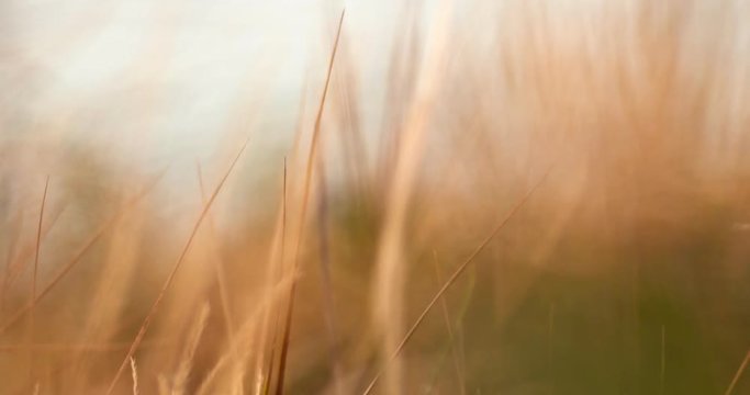 Background shot of dry grass moving on wind with very shallow DOF