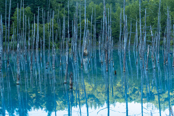 美瑛白金の青い池