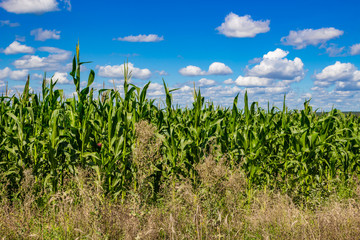 Corn field on bright sunny day against the blue sky
