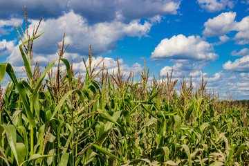 Corn field on bright sunny day against the blue sky

