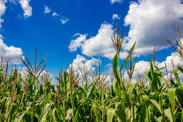 Corn field on bright sunny day against the blue sky
